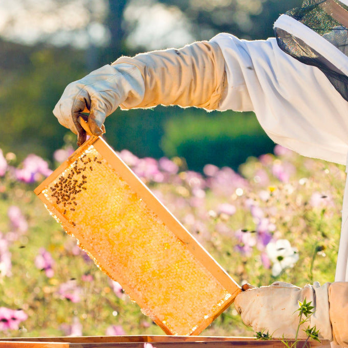 Beekeeper wearing protective gloves and suit holding a honey-filled wooden bee frame with bees, set against a blurred garden background, highlighting Amish-made beekeeping supplies from USA collections.
