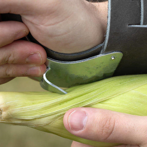 Close-up of a hand using a galvanized steel single hook with leather palm pad and double wrist strap to efficiently remove husks from fresh corn, part of Farm, Garden & Tool, USA Made, Best Sellers, and Promo Eligible collections.