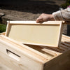 Handcrafted wooden bee frame with natural beeswax foundation being lifted from an Amish made 10-frame hive box, ideal for Farm, Garden & Tool and Beekeeping Supplies collections.