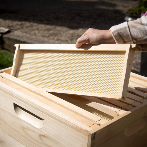 Handcrafted wooden bee frame with natural beeswax foundation being lifted from an Amish made 10-frame hive box, ideal for Farm, Garden & Tool and Beekeeping Supplies collections.