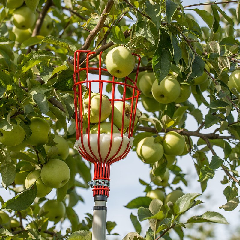 Red enameled steel picking basket attached to a telescoping aluminum pole collecting fresh green apples from a tree, part of Farm, Garden & Tool and Apple Harvest Supplies collections.