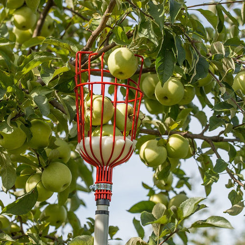 Red enameled steel picking basket attached to a telescoping aluminum pole collecting fresh green apples from a tree, part of Farm, Garden & Tool and Apple Harvest Supplies collections.