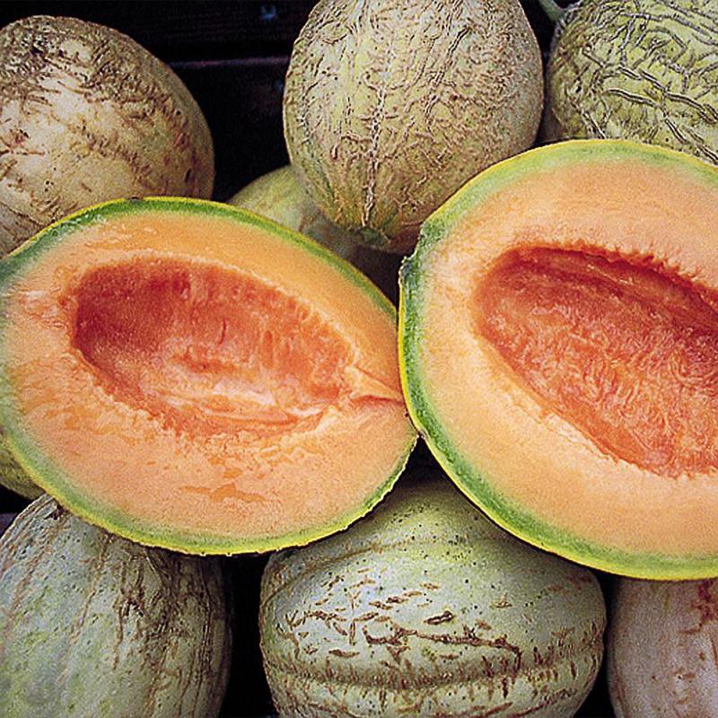 Oval muskmelons with textured rind clustered together, featuring a halved fruit that reveals juicy, vibrant orange flesh, showcasing a handcrafted variety in Farm, Garden & Tool and Seeds collections.