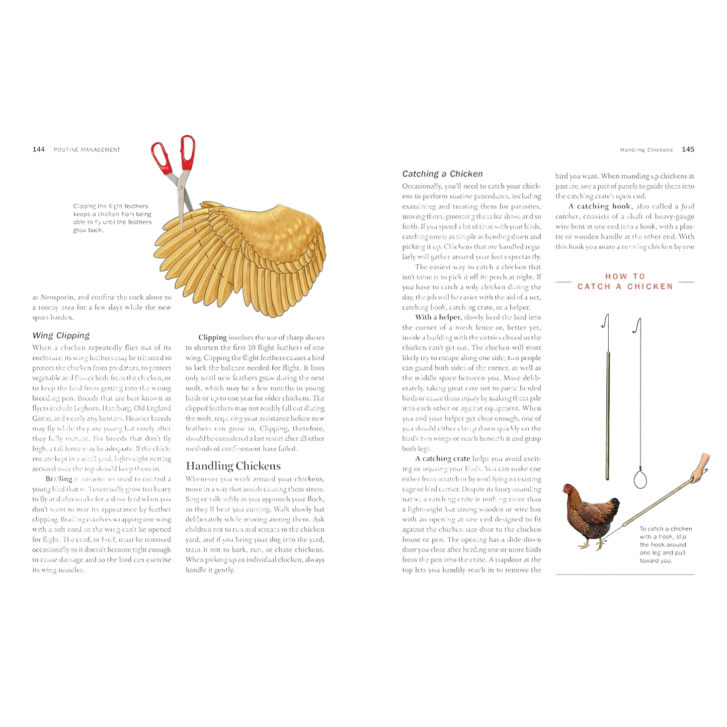 Two-page spread from an illustrated farming guidebook showing a detailed diagram of a chicken wing with labeled parts on the left page and text blocks, along with images of poultry tools and a chicken on the right page, featured in Farm, Garden & Tool, Toys, Books & Games, Chicken Accessories, Books, Farm and Livestock Books, and Best Sellers collections.