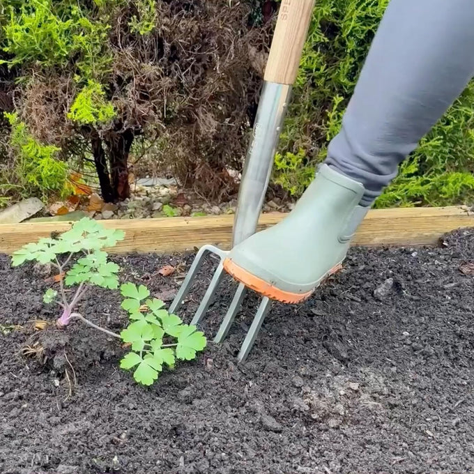 Stainless border fork with a smaller head and wooden handle, shown digging soil near a small leafy plant, ideal for precise cultivation in Farm, Garden & Tool, Digging and Cultivating, Garden Accessories, Lawncare, Best Sellers, and Promo Eligible collections.