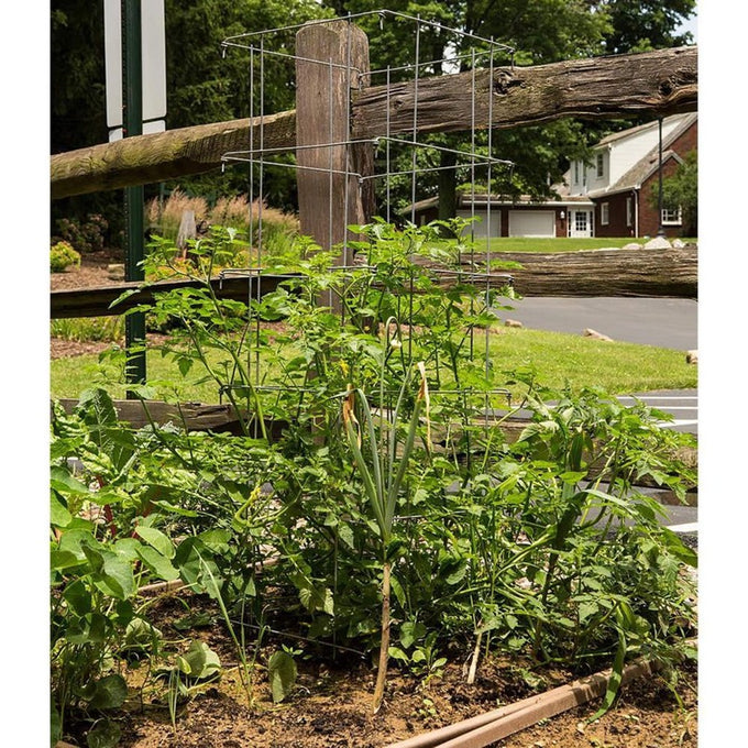 Pair of handcrafted square steel collapsible tomato cages with 9-gauge galvanized wire supporting thriving garden plants, featured in Farm, Garden & Tool, Seeds and Planting, USA Made, Best Sellers, Promo Eligible collections.