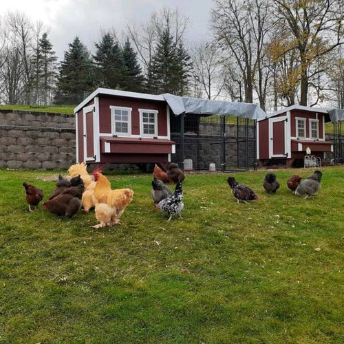 Two handcrafted heavy-duty Amish made chicken coops with red wooden panels and white trim, connected by a covered wire run, on grass with various chickens nearby, ideal for Farm, Garden & Tool, Chicken Accessories, USA Made, Amish Made, Best Sellers collections.