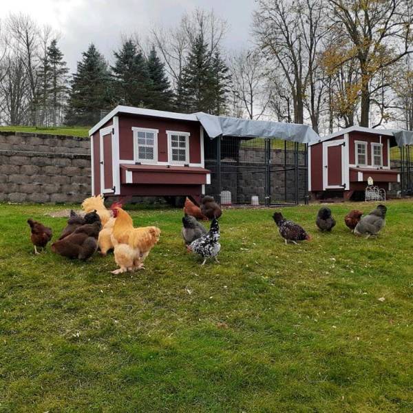 Two handcrafted heavy-duty Amish made chicken coops with red wooden panels and white trim, connected by a covered wire run, on grass with various chickens nearby, ideal for Farm, Garden & Tool, Chicken Accessories, USA Made, Amish Made, Best Sellers collections.