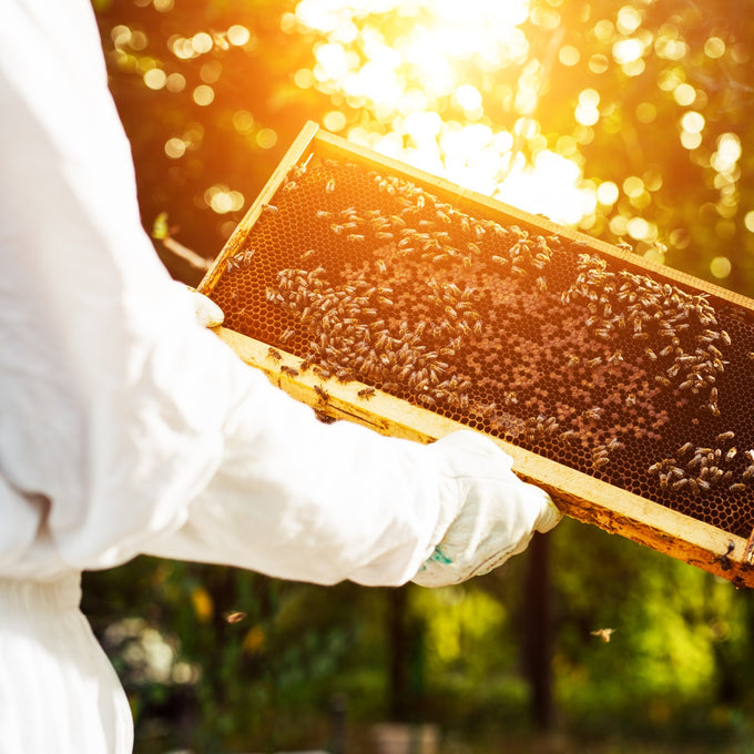 Beekeeper in protective clothing holding a handcrafted deep wooden bee frame with wired beeswax foundation, illuminated by warm sunlight in an outdoor garden setting.