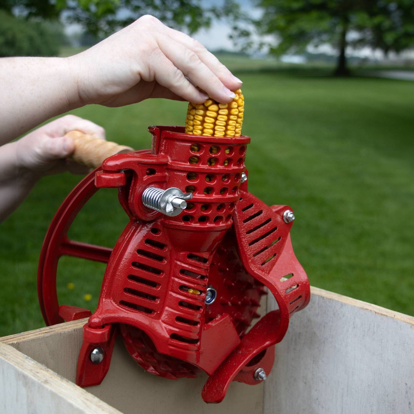 Handcrafted cast iron corn sheller in bright red with wooden handle being operated outdoors to quickly strip kernels, part of Farm, Garden & Tool and Farm Tools collections.