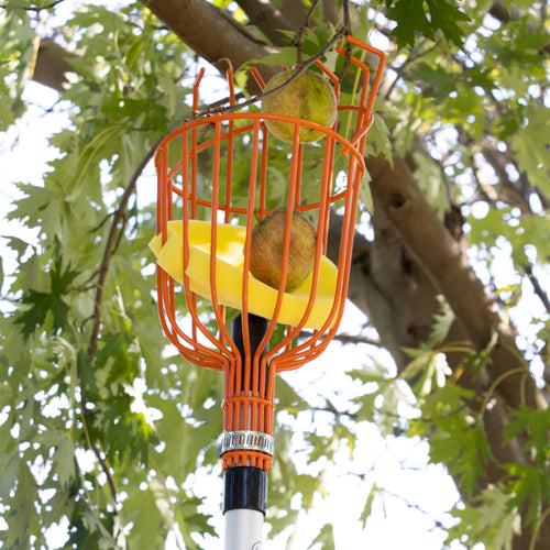 Orange enameled steel fruit picker basket with padded yellow base attached to an adjustable telescoping aluminum pole, shown gathering ripe apples from a tree branch, featured in Farm, Garden & Tool, Apple Harvest Supplies, Garden Accessories, Best Sellers, and Promo Eligible collections.