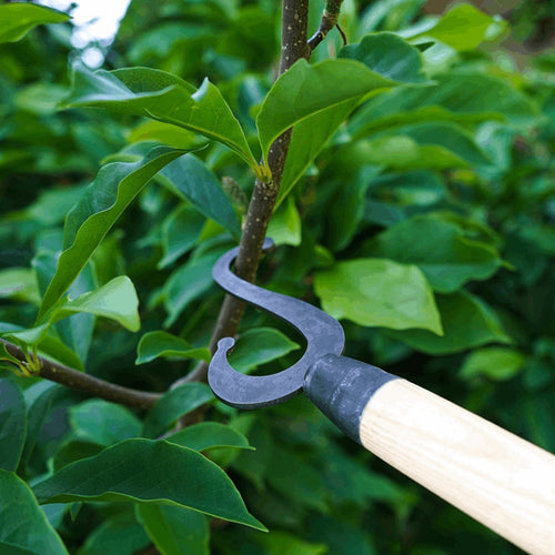 Close-up of a hand-forged metal branch hook with a smooth ash wood handle engaging a leafy tree branch, part of Farm, Garden & Tool and Apple Harvest Supplies collections.
