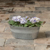 Galvanized basin planter with white wash finish and wooden-grip handles, filled with blooming violet flowers, ideal for Farm, Garden & Tool, Garden Accessories, Seeds and Planting, Best Sellers, and Promo Eligible collections.