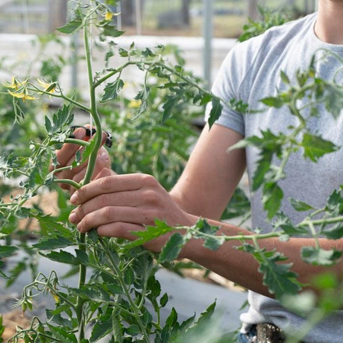 Person pruning healthy tomato plant with yellow blossoms in a greenhouse, illustrating sustainable gardening and cultivation practices in Farm, Garden & Tool and Seeds and Planting collections.