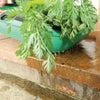 Green plastic colander trug with built-in legs draining water while washing freshly harvested carrot tops, a practical tool featured in Farm, Garden & Tool and Garden Accessories collections.