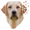 Unique-shaped jigsaw puzzle featuring a detailed Lab dog face with scattered pieces, handcrafted on premium chipboard, ideal for Toys, Books & Games and Best Sellers collections.