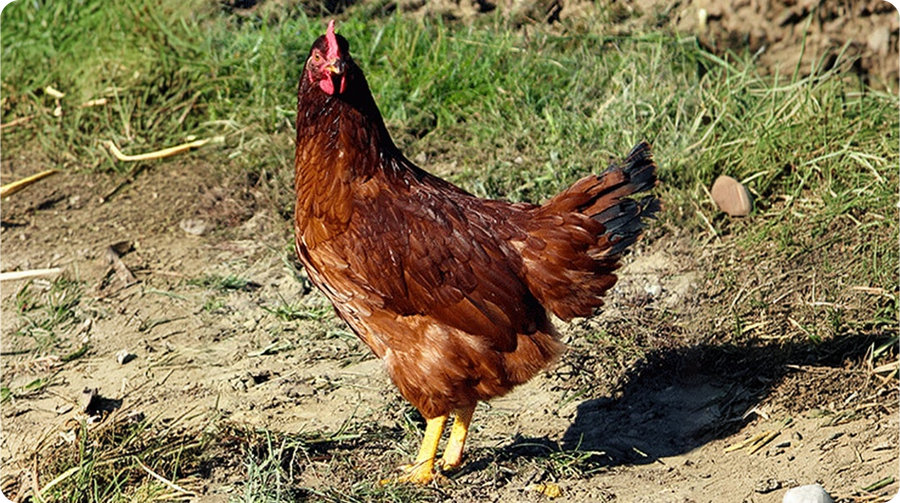 chicken accessories