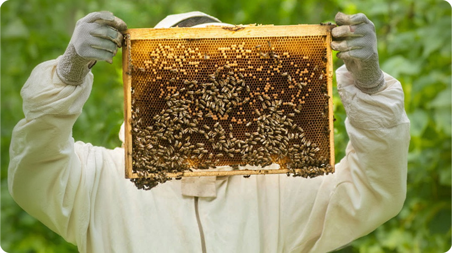 beekeeping supplies